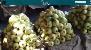أسعار الفاكهة في مطروح الأحد 12-10-2025 والجوافة بـ25 جنيهاً